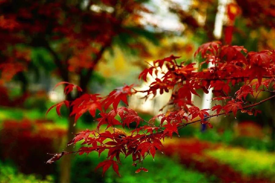 同题诵读 ‖【枫叶🍁红金秋】作者/雷金钟 朗诵/北京古塔读书会主播（图23）