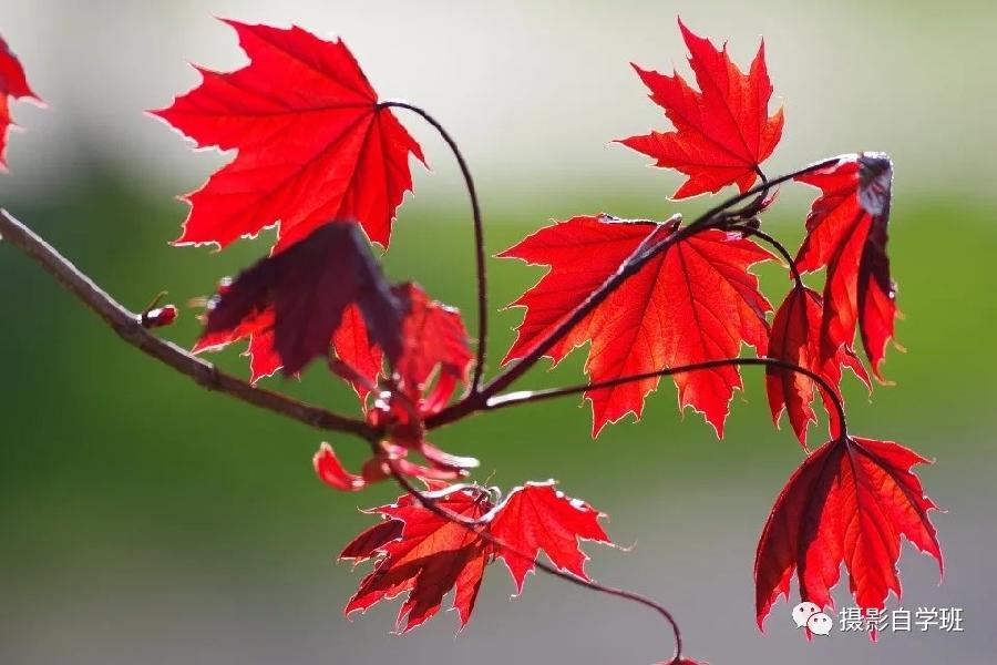 同题诵读 ‖【枫叶🍁红金秋】作者/雷金钟 朗诵/北京古塔读书会主播（图22）