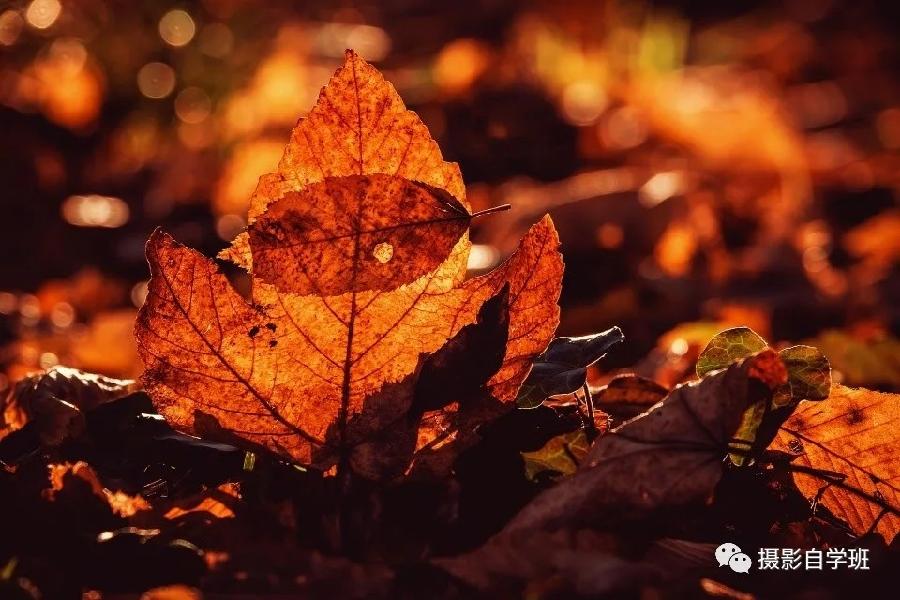 同题诵读 ‖【枫叶🍁红金秋】作者/雷金钟 朗诵/北京古塔读书会主播（图21）