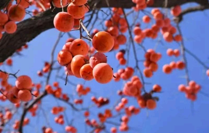 《柿香感怀》文/青山新雨（图2）