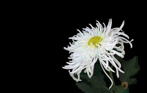 🌼【沉痛悼念敬爱的克强总理】文：世界诗会众诗人挽吟【四合院诗刊】世界诗人名人展特刊🌼（图19）