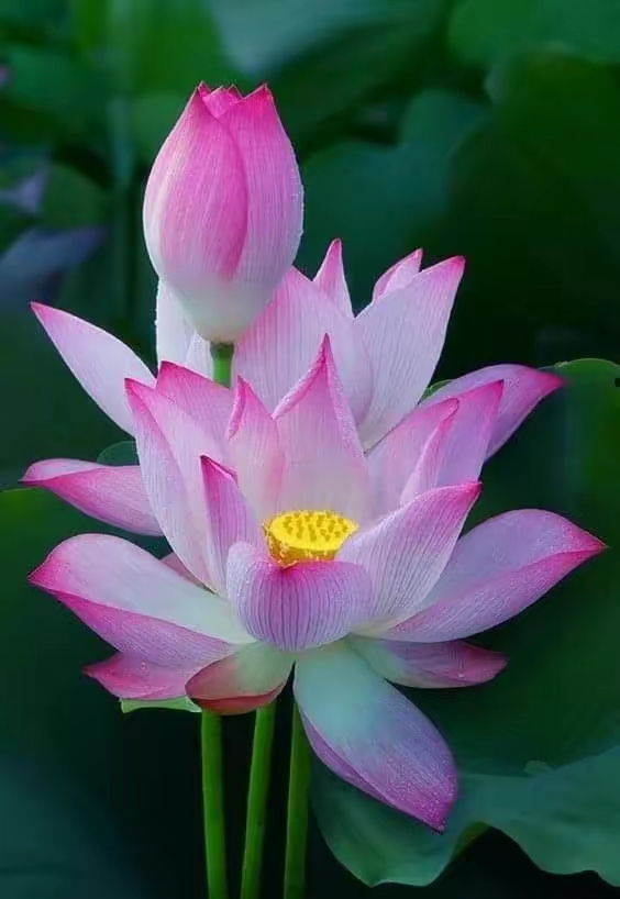 ［养生保健栏］中医神经导能聊法简介（文：李玉珍/孙述考）……莲叶之珠文学社（图3）