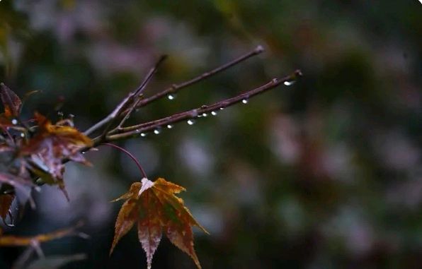 《秋到深处》作者/张维清 诵读/瑞雪丰年 编辑/青青【花雨馨声】第500期（图5）