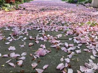 七律·步韵唐寅落花诗2(文/冯清明)……莲叶之珠文学社(图3)