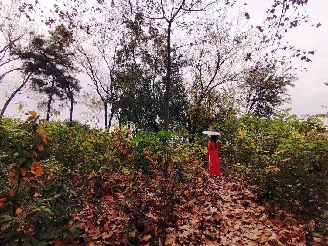 《秋天的故事——已深藏在深秋的落叶里》作者/庆福 配乐/紫金茉莉 合诵/铁微/紫金茉莉 主编/胡琴（图2）