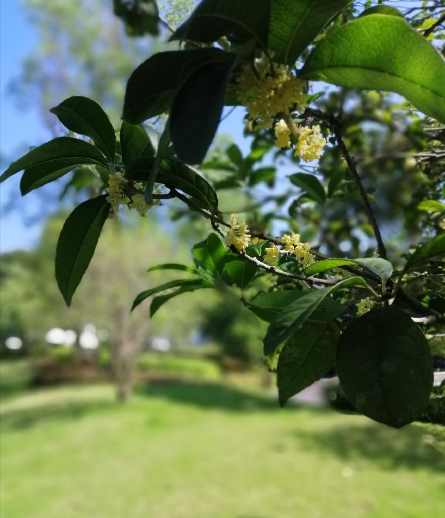 七绝 老秋（四首）文／江冲（图10）