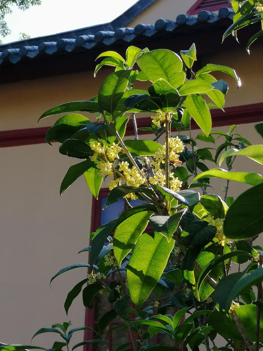 七绝 老秋（四首）文／江冲（图12）