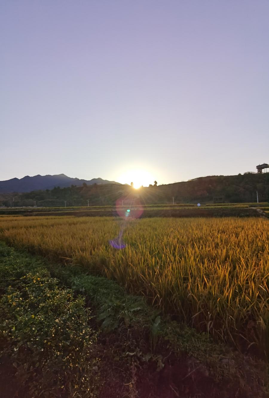葡萄美酒稻花香～作者||孙建民（图32）