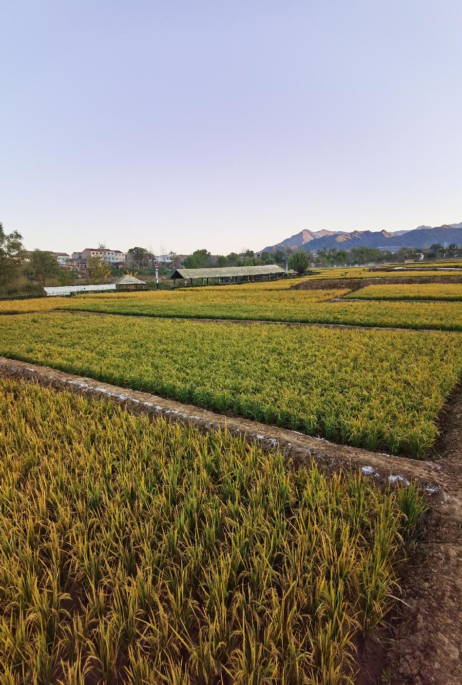 葡萄美酒稻花香～作者||孙建民（图36）