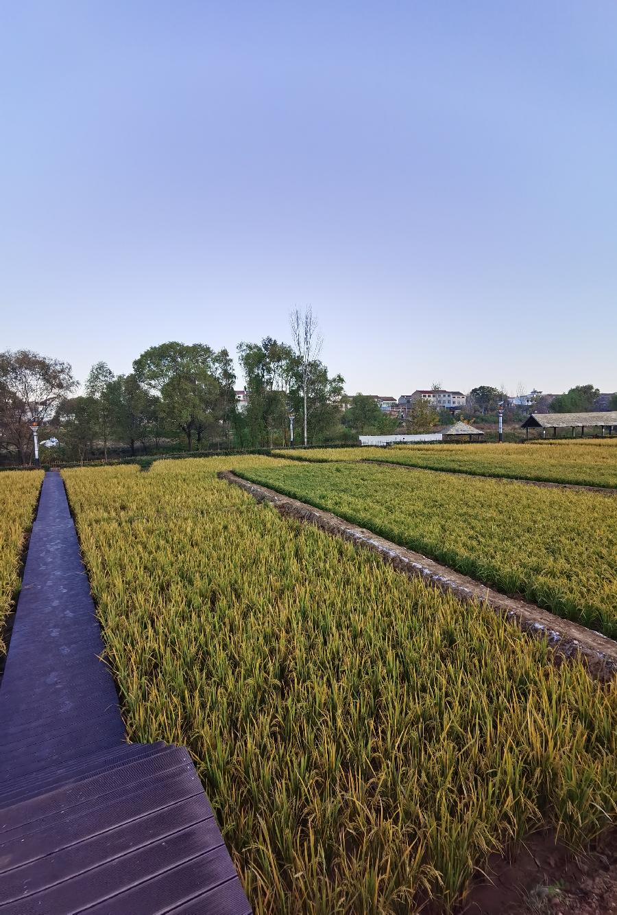 葡萄美酒稻花香～作者||孙建民（图25）