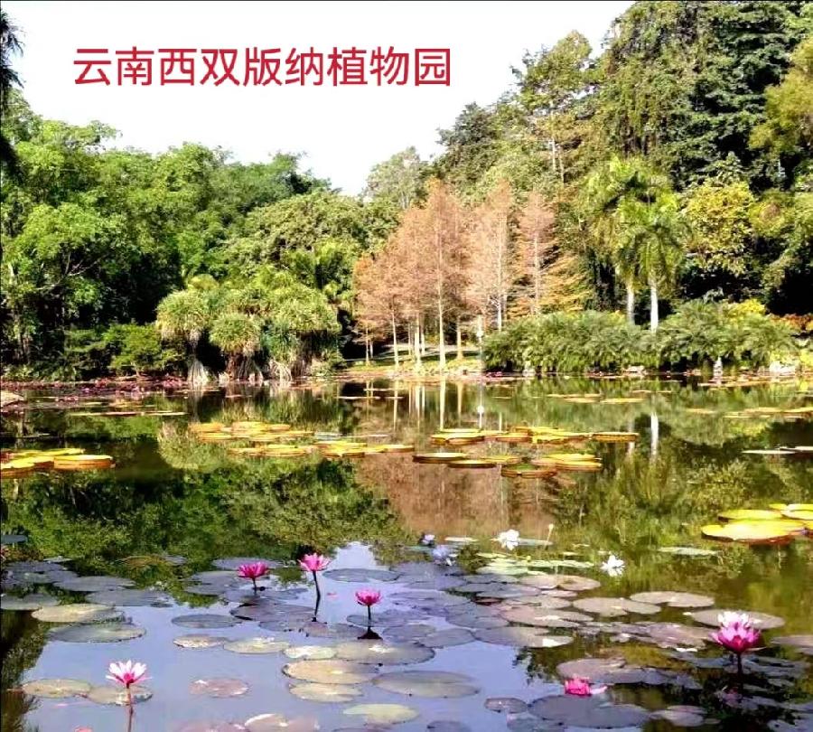 西双版纳植物园～诗||李耀文（图10）
