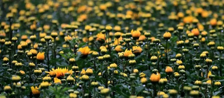 《七律 · 野菊花》诗人：柳鸣（图3）