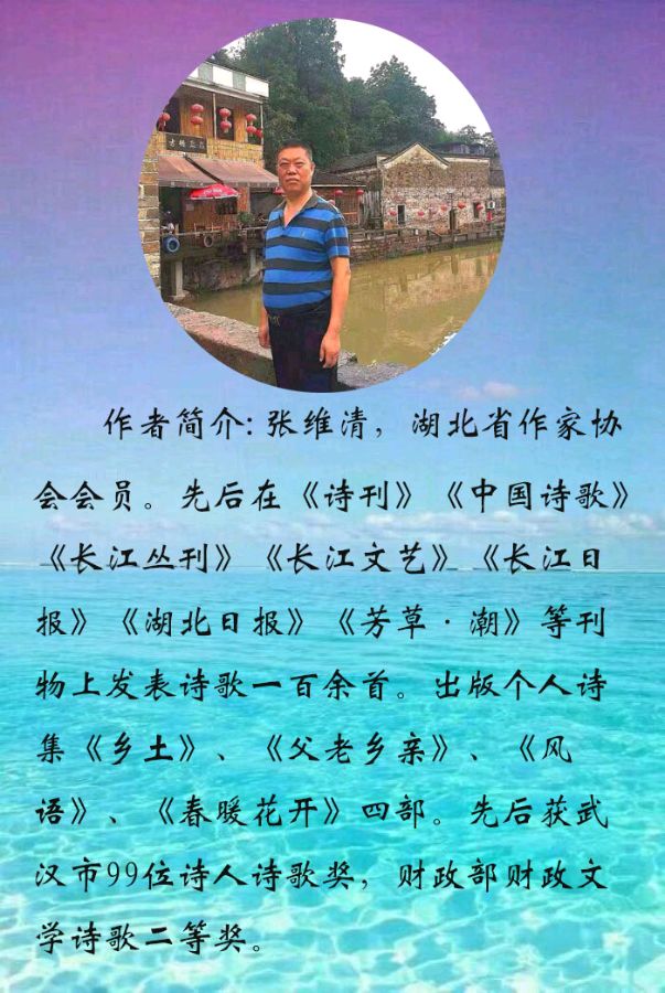 武汉：张维清:油菜花一年又一年（图6）