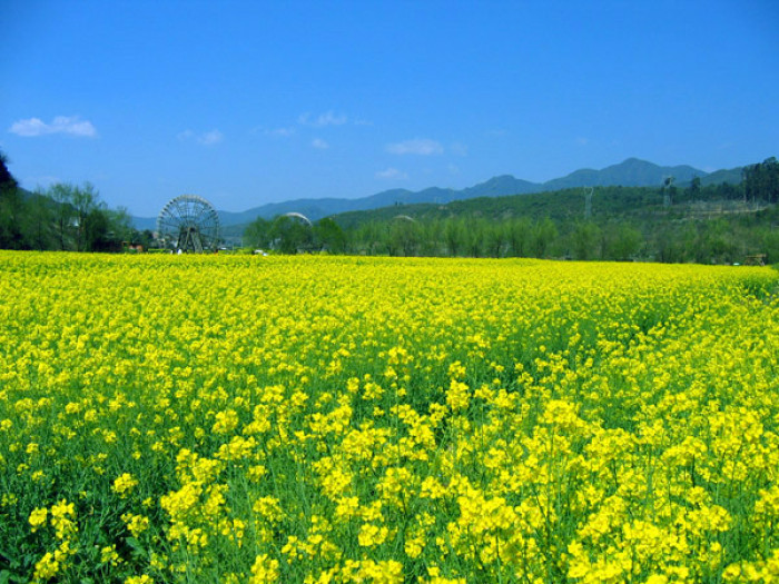 武汉：张维清:油菜花一年又一年（图5）