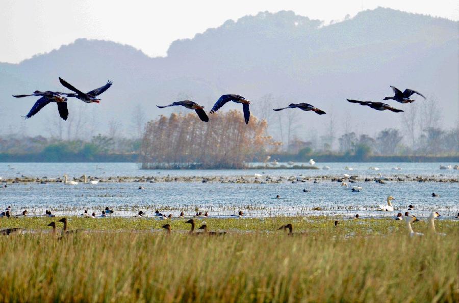 【新诗大观】雁已南渡||文/金义(河北)(图2)