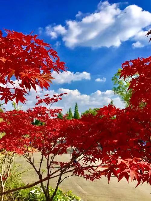 【荣耀中国】七律五首·山河一韵秋作者/王清义（沈阳）（图5）