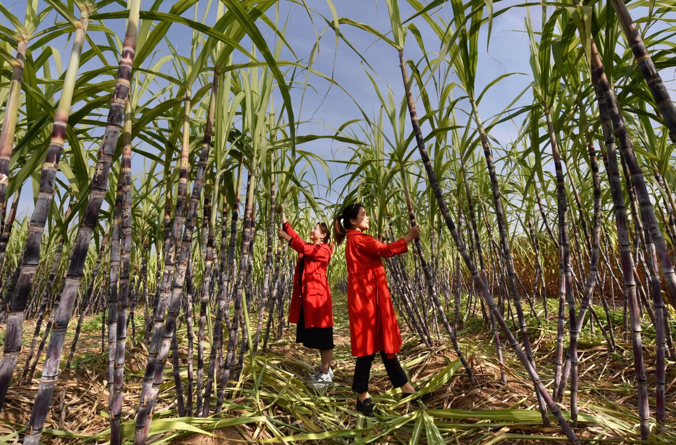 袁前进的“甜蜜”致富路(图3)