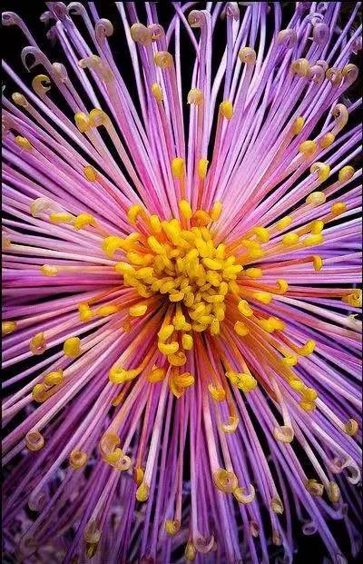 刘凤亭(云楼):为名贵菊花题诗十一首（2）（图14）