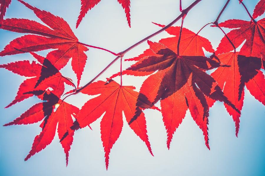 【美诗专刊】 那片红枫林 湖北 蓝天风（图4）
