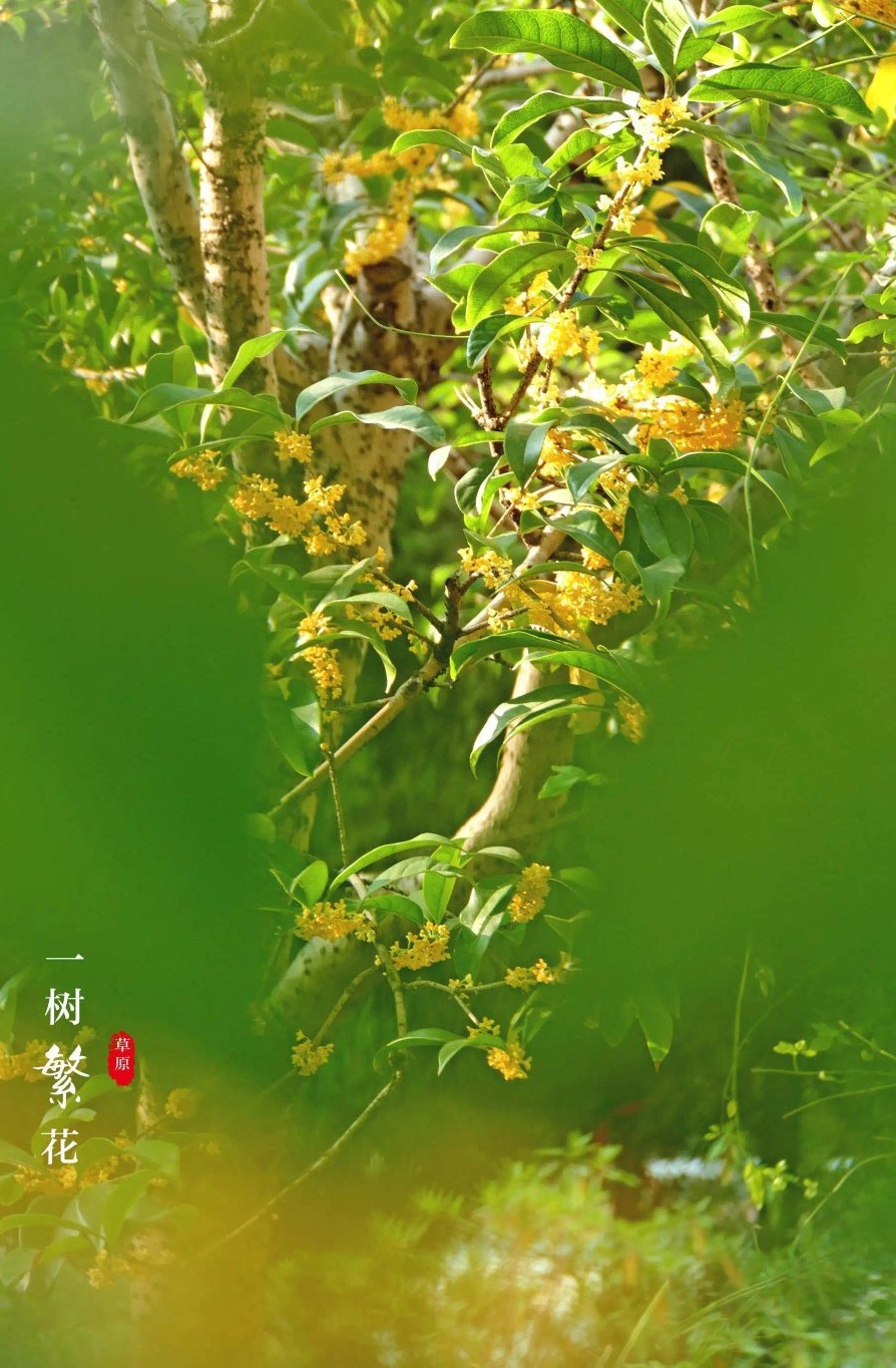 【仿古体新诗】暗香～诗||宁国振（图9）