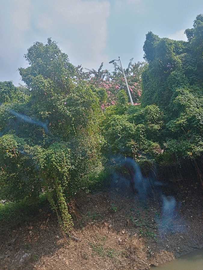 【五星花红旗飘】作者/罗定友～（广东）翻唱/｛窗外｝（图7）