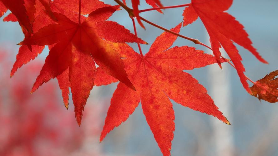 【名家散文专刊】童年的扉页 文 / 胡世健(图16)