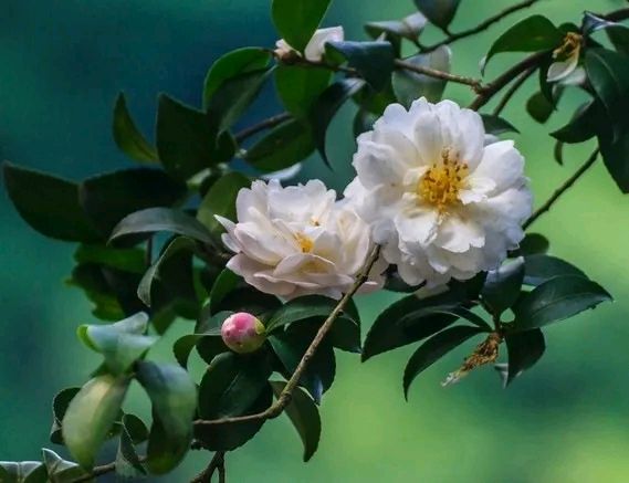 【诗歌】诗游大别山9 山茶花 文/书乐(图4)