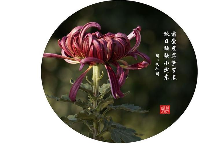 【经典推荐】“农民诗人”曹南强//鹧鸪天•咏菊（外五首）（图3）