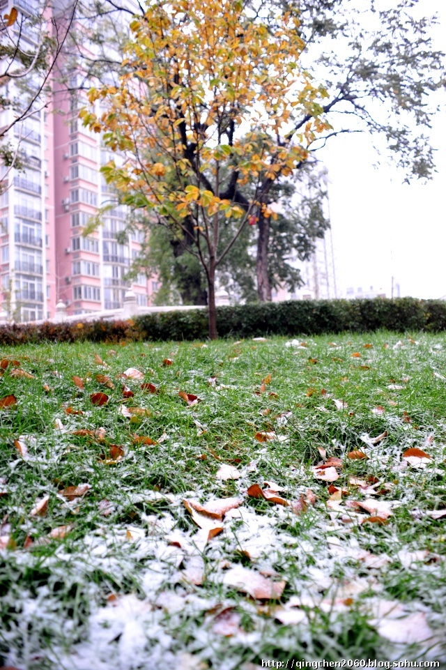 【荣耀中国】初雪文/王贵（赤峰）（图4）