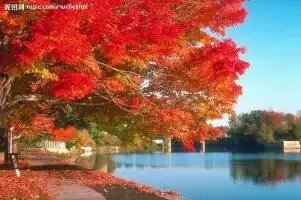 *诗词小辑*作者：王金芳〔甘肃天水〕【冰心文化传媒】（图8）