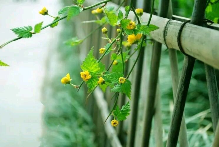*诗词小辑*作者：王金芳〔甘肃天水〕【冰心文化传媒】（图11）