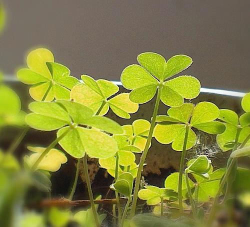 不见的手（外一首）文/林水火（图2）