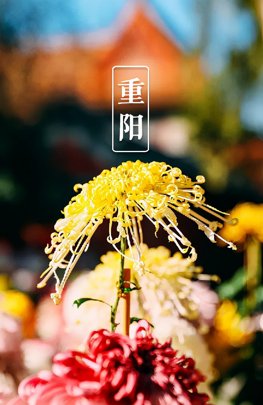 重阳节里话沧桑（组诗）诗||王坤（图11）