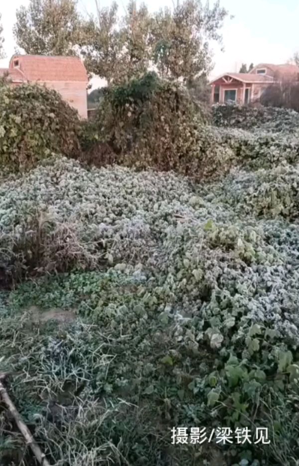 暮秋霜降晨阳图 原作/梁立锋（图3）