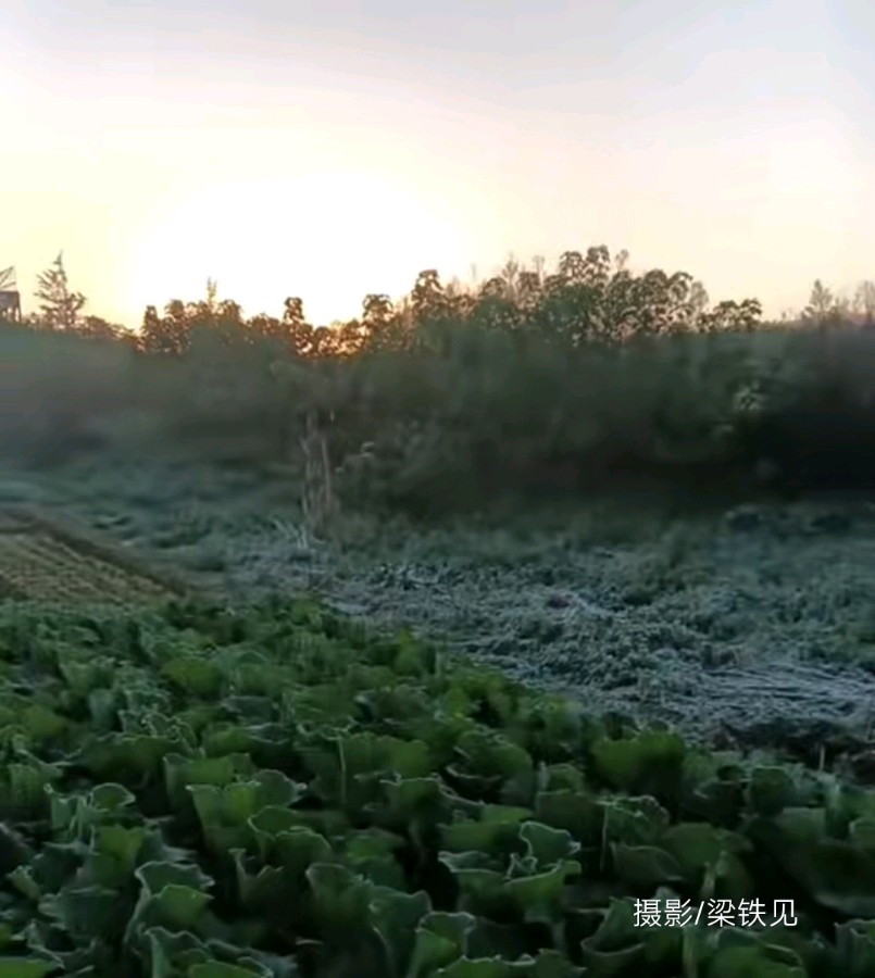 暮秋霜降晨阳图 原作/梁立锋（图2）