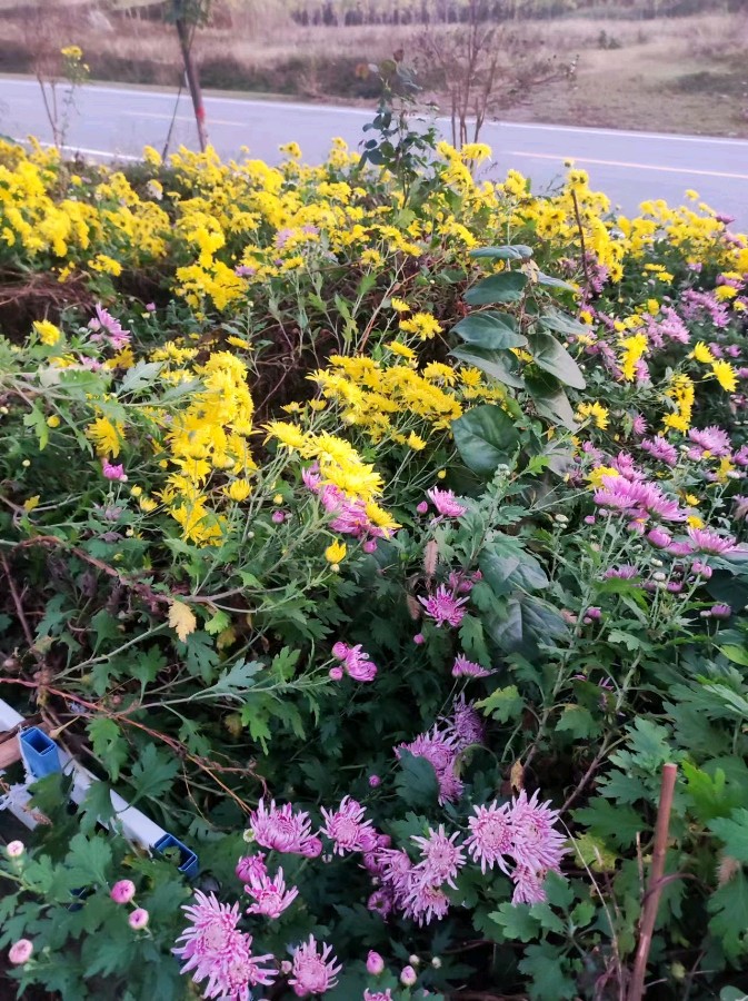 郭永立的《七绝•赏菊感怀》