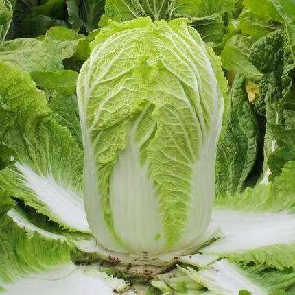 韩庚的《白菜》