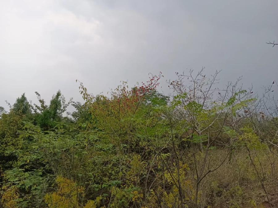 七律 癸卯秋杪陵山行题柘树野山柿诗二首作者\周效仁（图4）