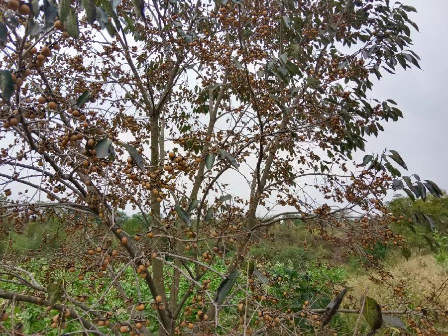 七律 癸卯秋杪陵山行题柘树野山柿诗二首作者\周效仁（图8）
