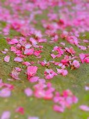 七律·步韵唐寅落花诗12(文/冯清明)……莲叶之珠文学社