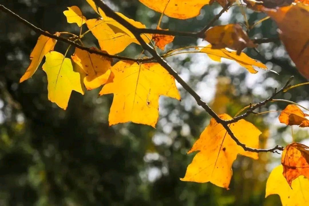 【合疗交费有感】作者/牟新宇（图6）