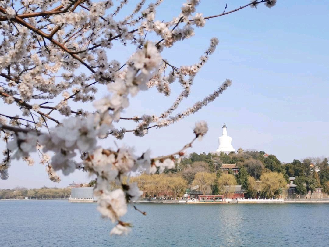 秋天的怀念（图2）