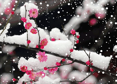 【新山东文学社】《飞雪情》作者/田歌 主播/红叶（图6）