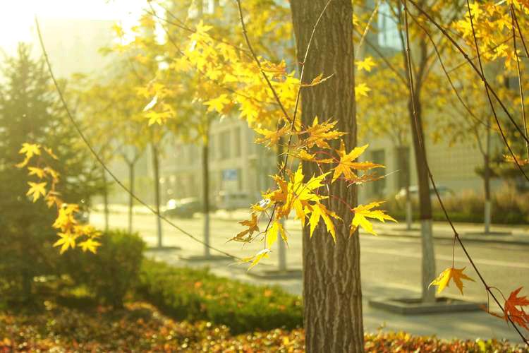 【新山东文学社】《深秋午后》作者/香香 主播/菊心拾雨（图5）