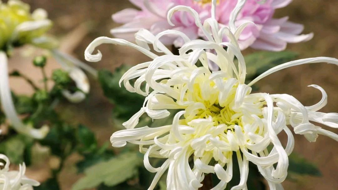 七绝～菊花台文／卫水居士 河北（图2）