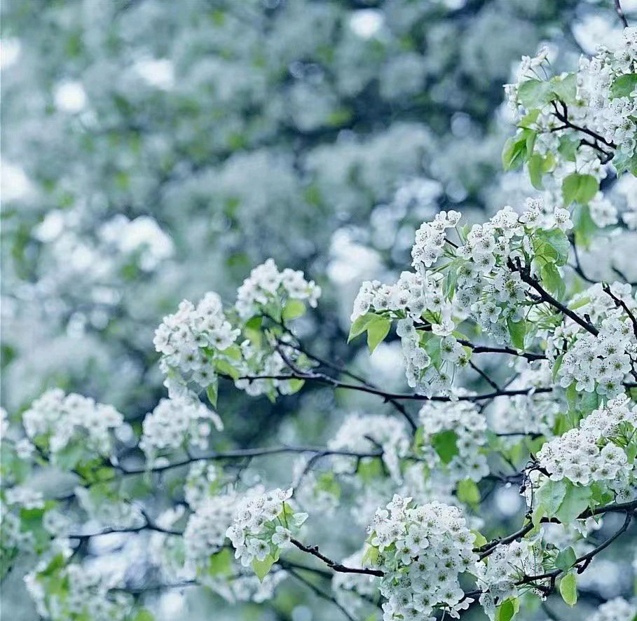 *白雪赞*作者：吉运〔新疆伊犁〕【冰心文化传媒】（图6）