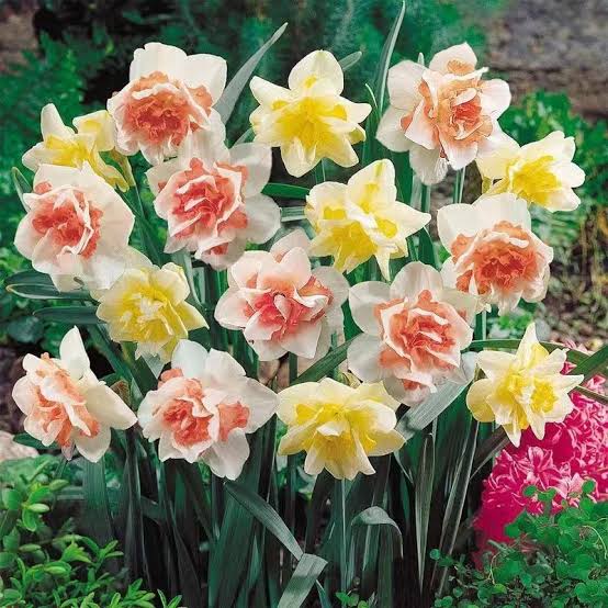 水仙花（图3）