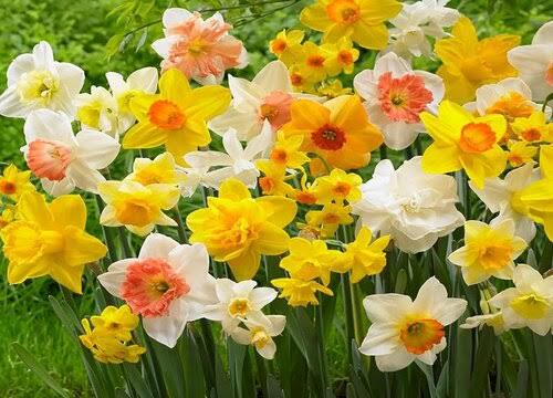 水仙花（图2）