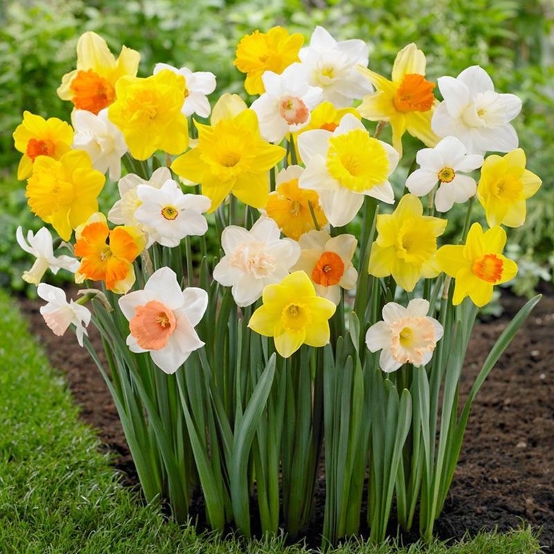 水仙花（图5）