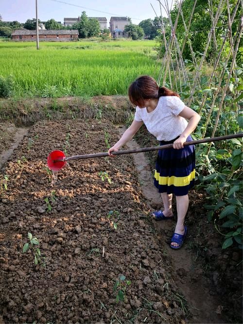 《暮年种菜趣味长》联机全球发布叶子青青作品欣赏（图3）